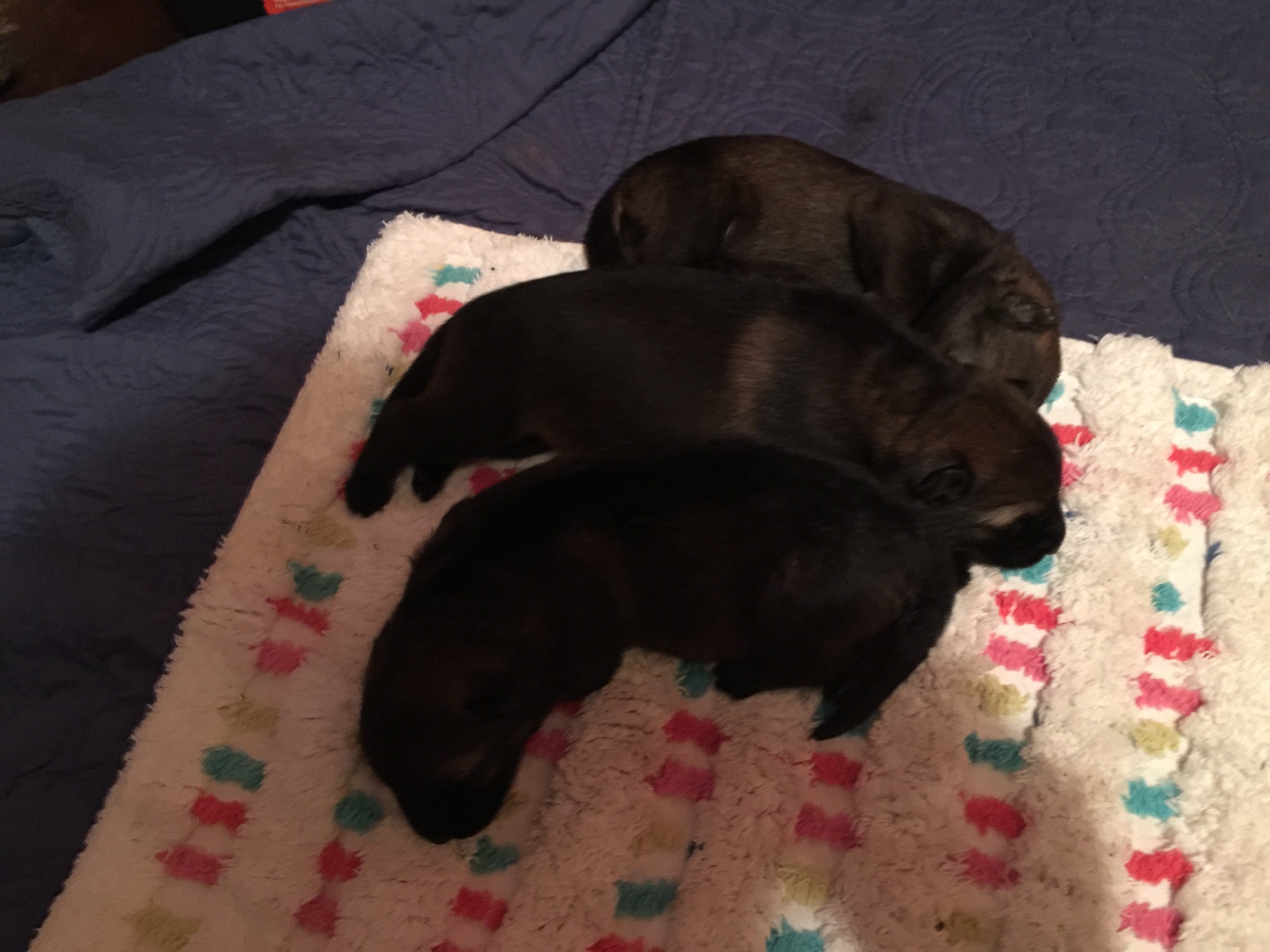 Torr Bliss German Shepherd Puppies 09 16