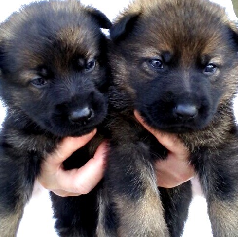 eliska-athos-puppies-2-10-16