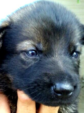 eliska-athos-puppy-10-16