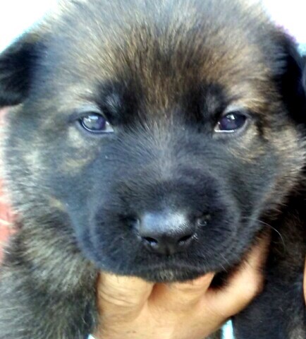 eliska-athos-puppy-2-10-16