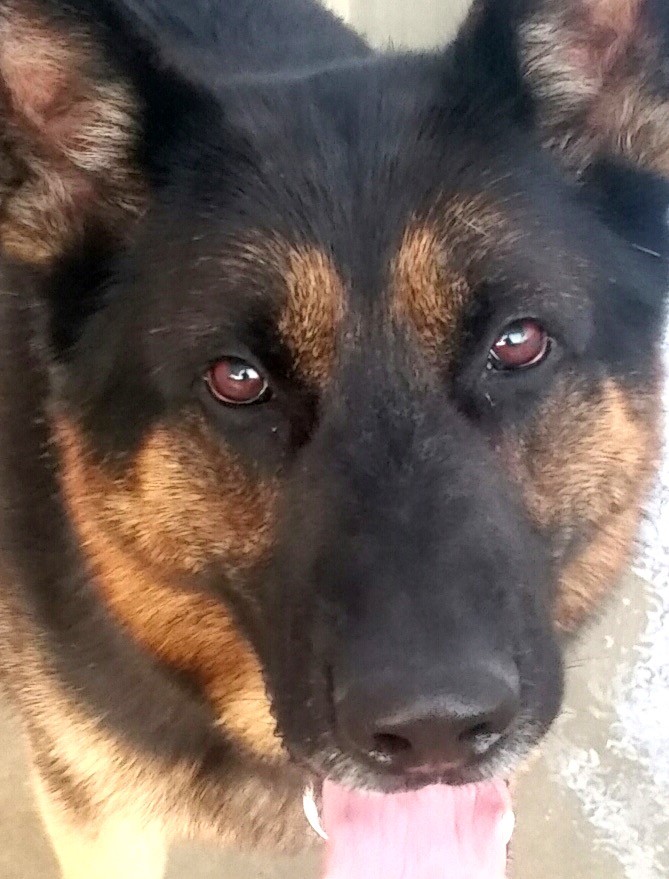 Our Dogs