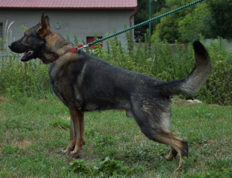 Male German Shepherd Dog