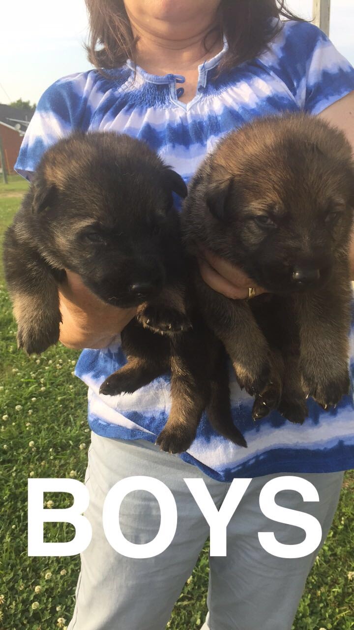 BlissandIll_boy_puppies