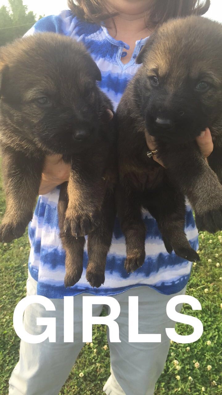 BlissandIll_girl_puppies
