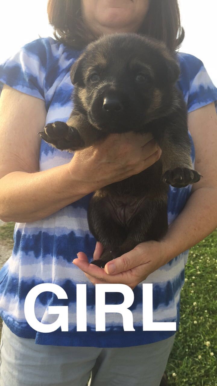 BlissandIll_girl_puppy